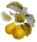 PEARS