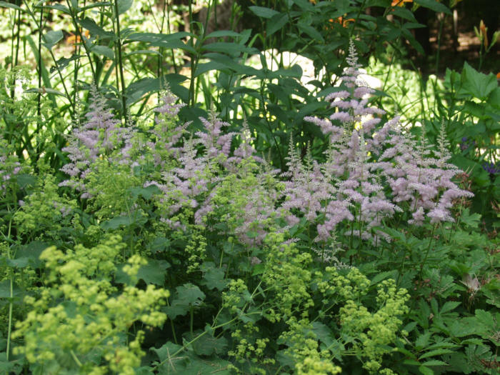 lavender bushes